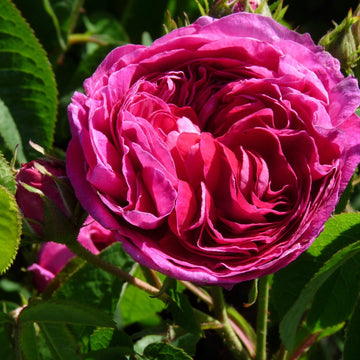 Charles de Mills Seeds – Wildflower Mix, Heirloom