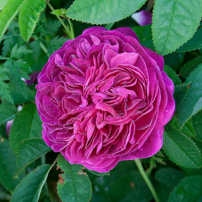 Charles de Mills Seeds – Wildflower Mix, Heirloom