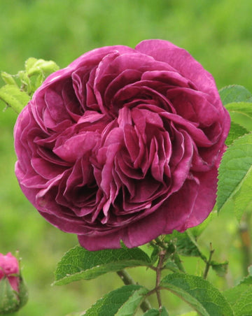 Charles de Mills Seeds – Wildflower Mix, Heirloom