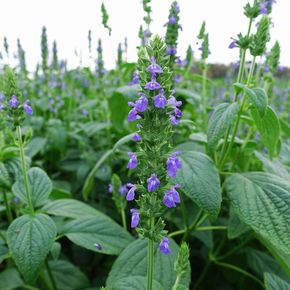 Chaya Seeds - Vegetable Plant for Home Gardens