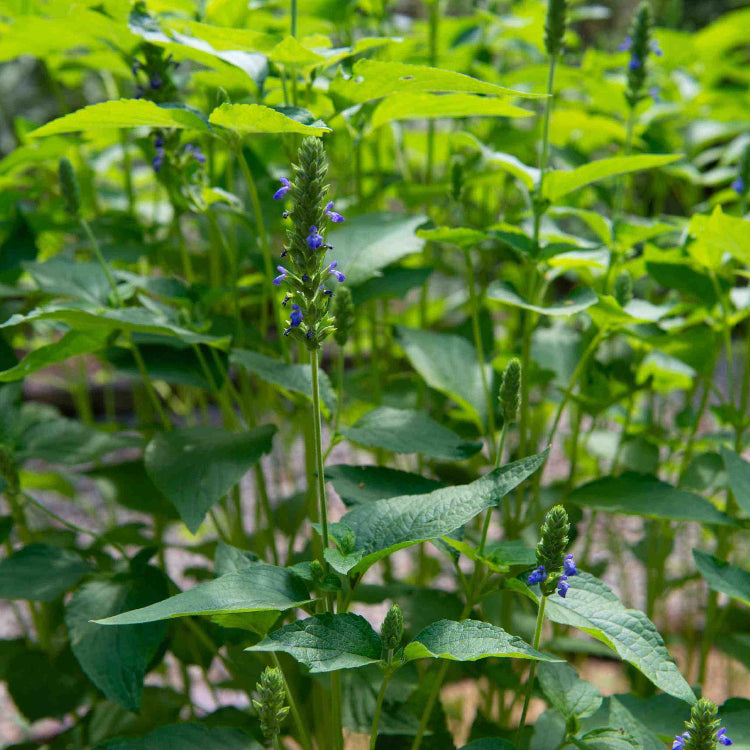 Chaya Seeds - Vegetable Plant for Home Gardens