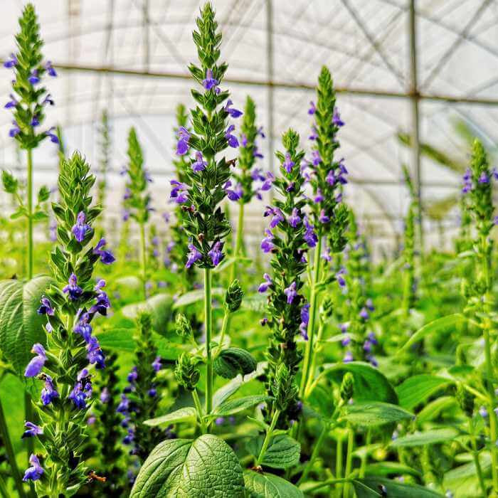 Chaya Seeds - Vegetable Plant for Home Gardens