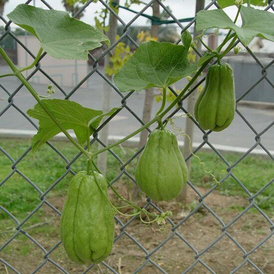 Chayote Gourd Seeds - Vegetable Plant