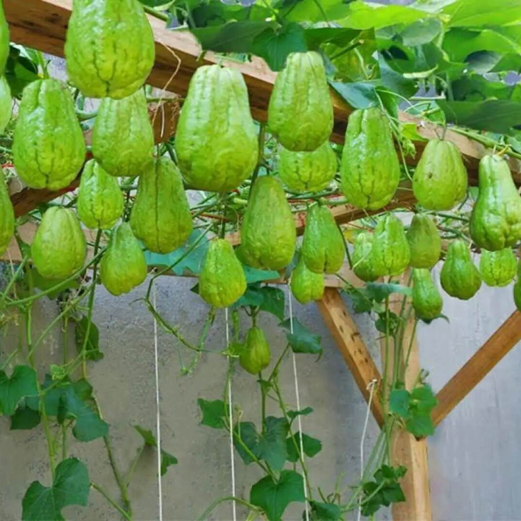 Chayote Gourd Seeds - Vegetable Plant