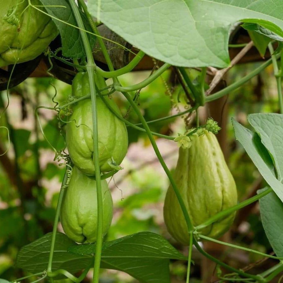 Chayote Gourd Seeds - Vegetable Plant