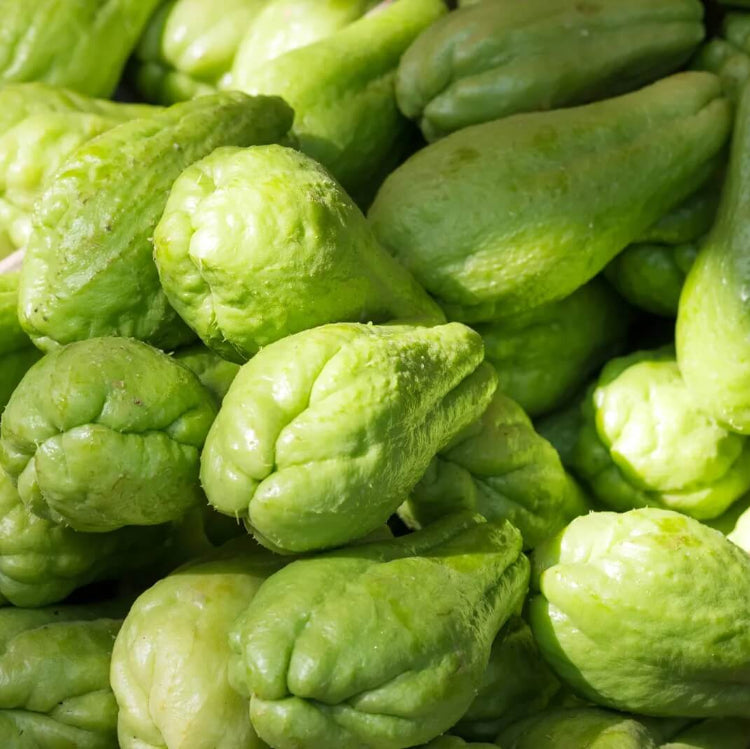 Chayote Gourd Seeds - Vegetable Plant