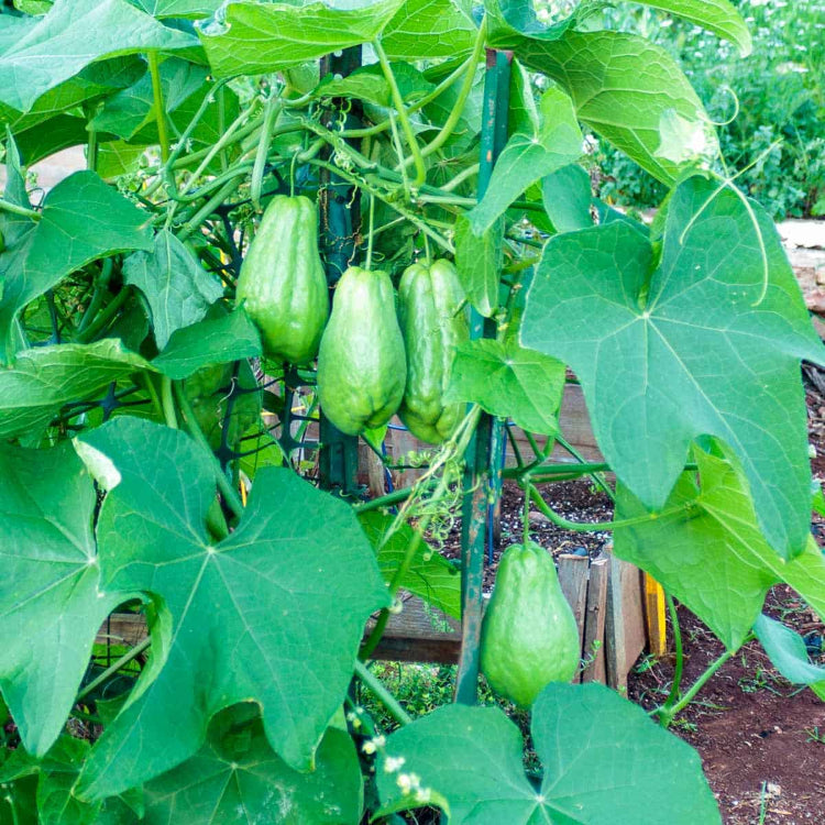 Chayote Gourd Seeds - Vegetable Plant