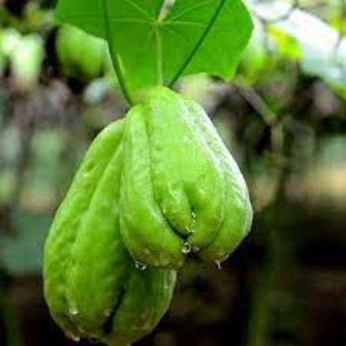Chayote Seeds – Green
