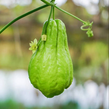 Chayote Seeds - Vegetable PlantChayote Seeds - Vegetable Plant