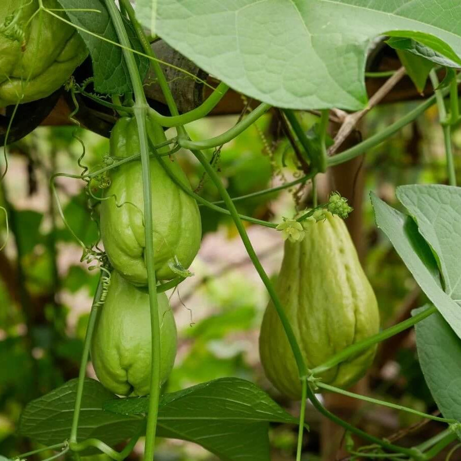 Chayote Seeds - Vegetable Plant