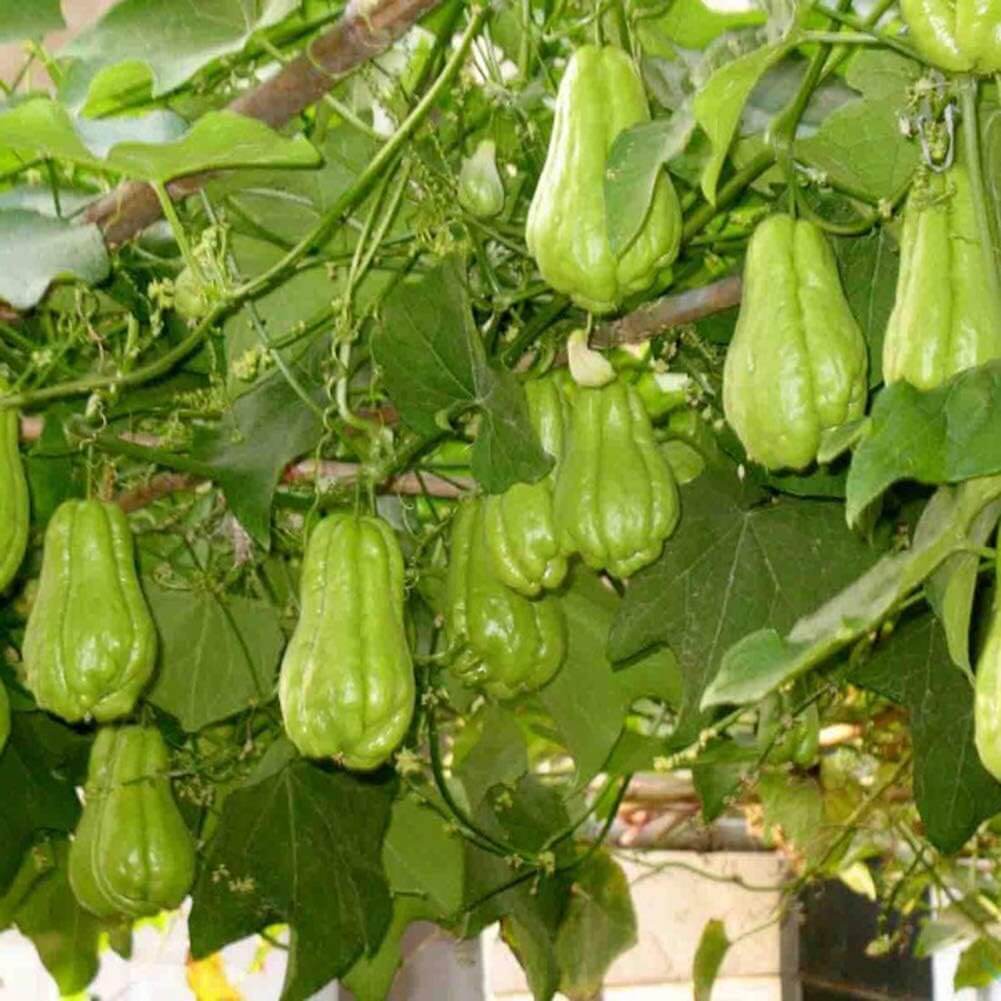 Chayote Seeds - Vegetable Plant