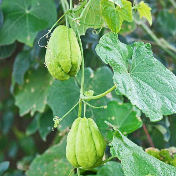 Chayote Seeds For Planting - Vegetable Plant