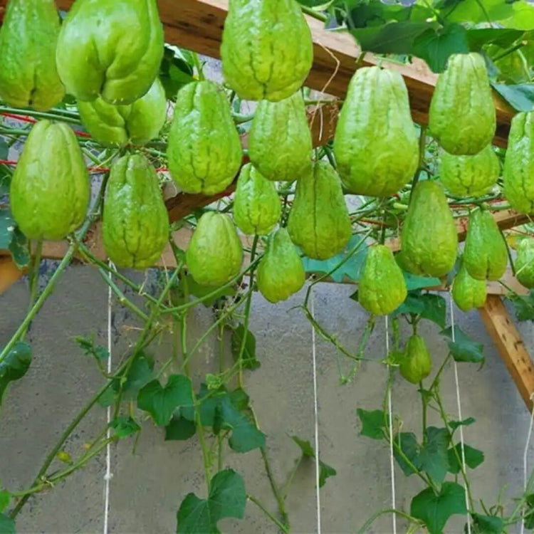 Chayote Seeds For Planting - Vegetable Plant