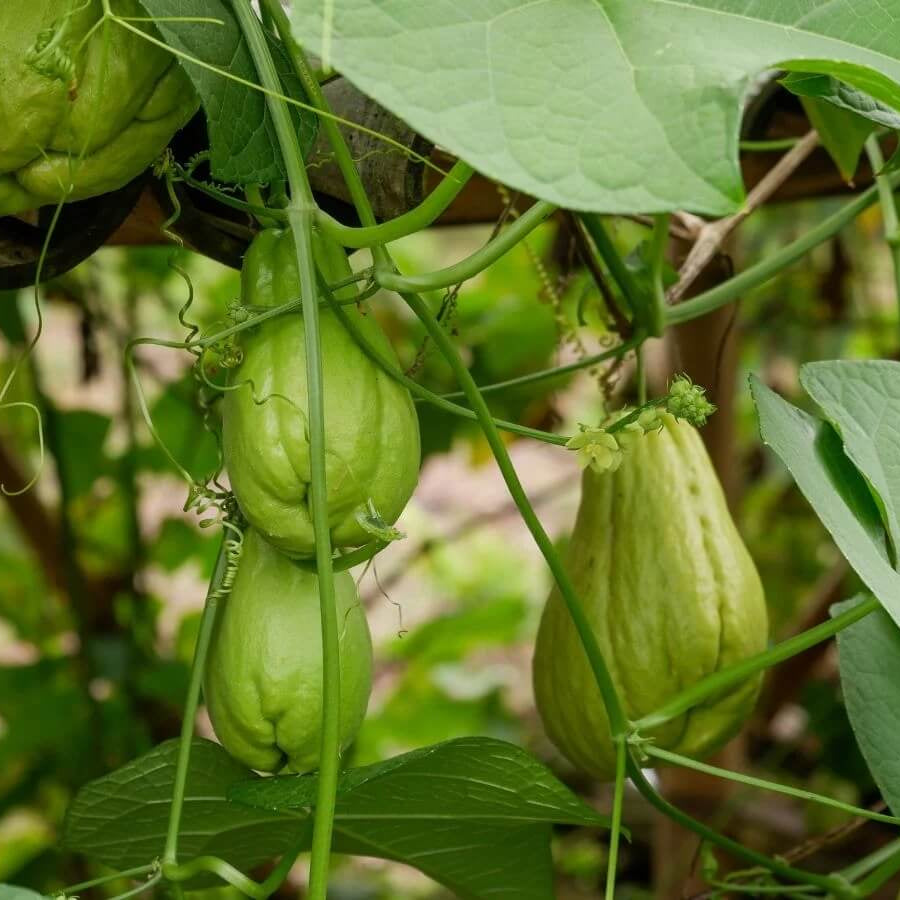 Chayote Seeds For Planting - Vegetable Plant