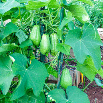 Chayote Squash Seeds - Vegetable Plant