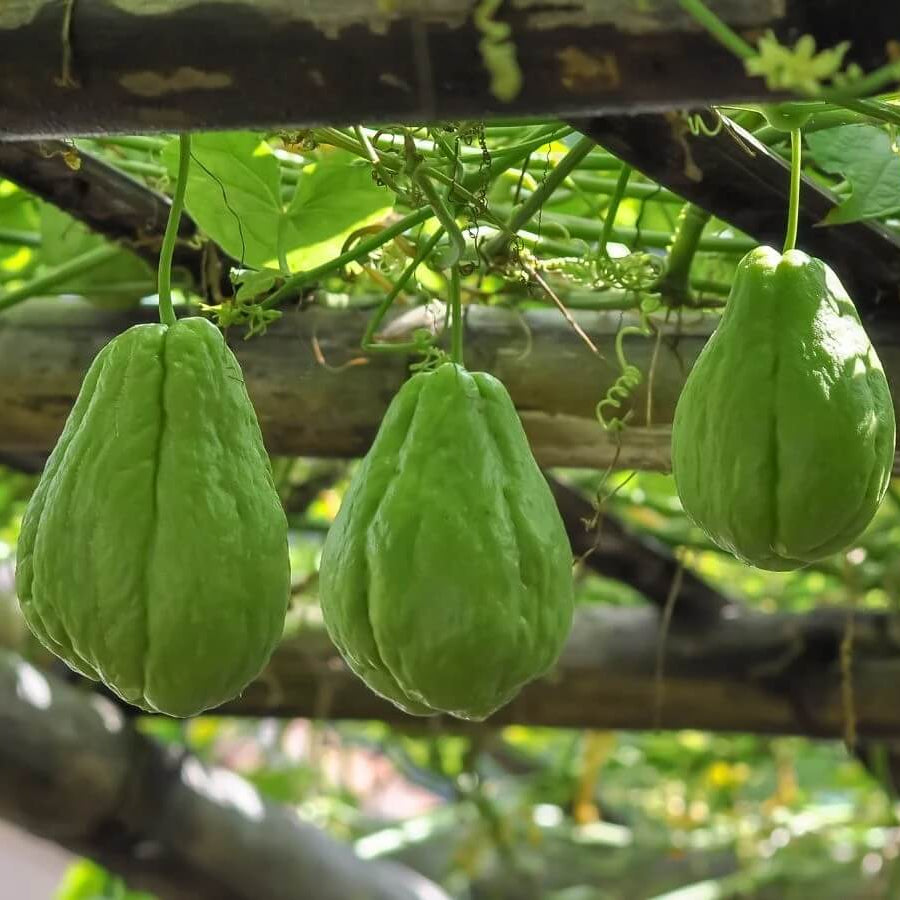 Chayote Vine Seeds - Vegetable Plant