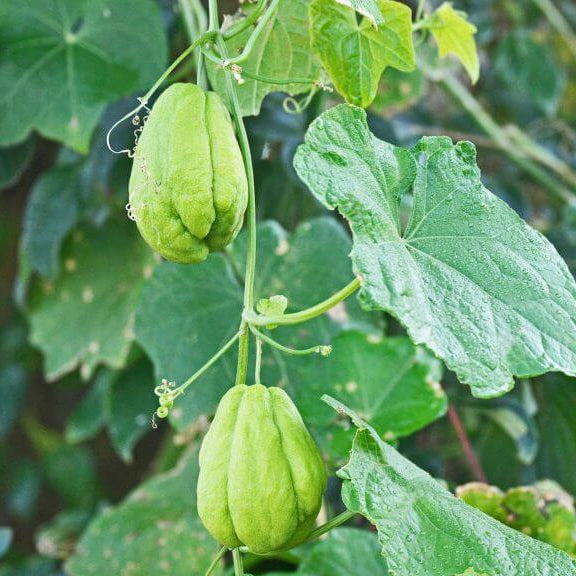 Chayote Vine Seeds - Vegetable Plant