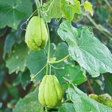Chayote Vine Seeds - Vegetable Plant