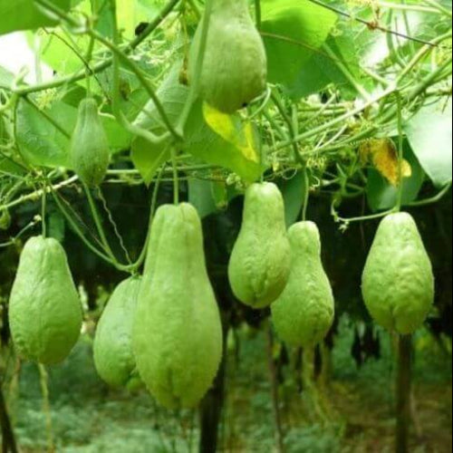 Chayote Vine Seeds - Vegetable Plant