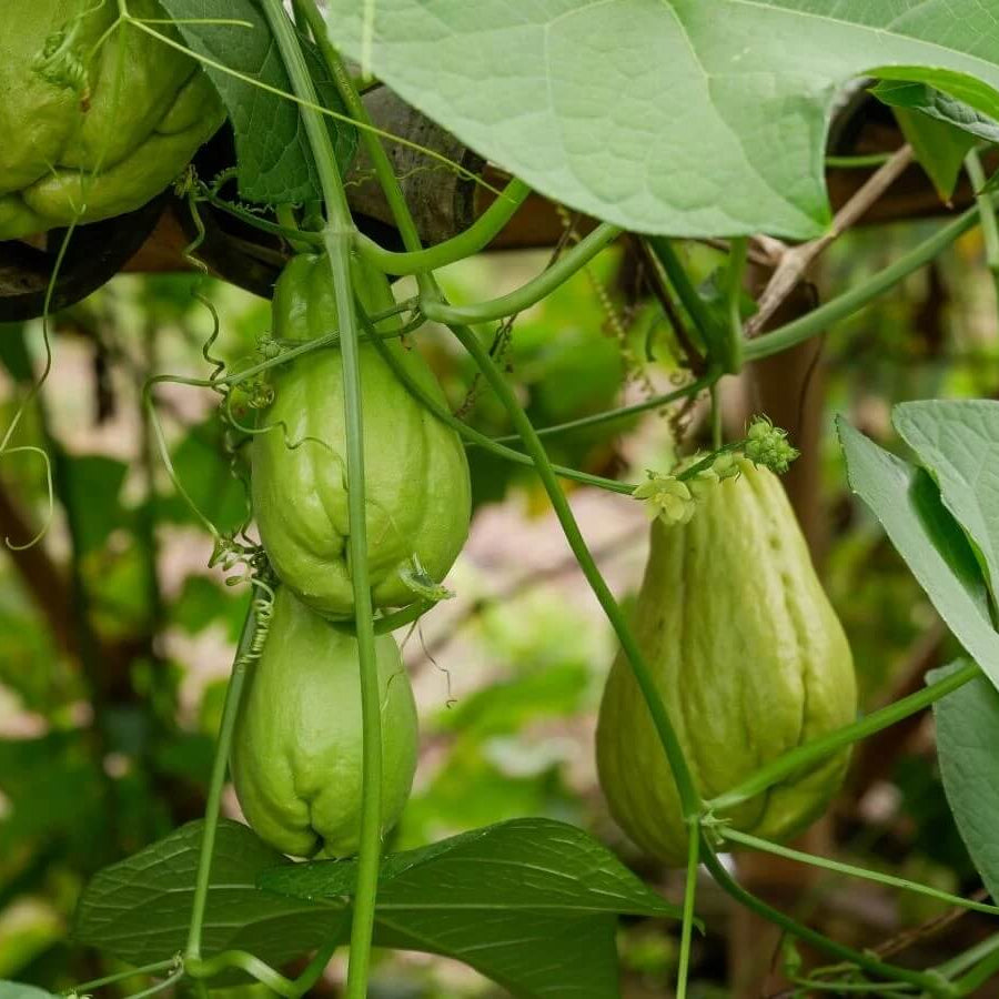 Chayote Vine Seeds - Vegetable Plant