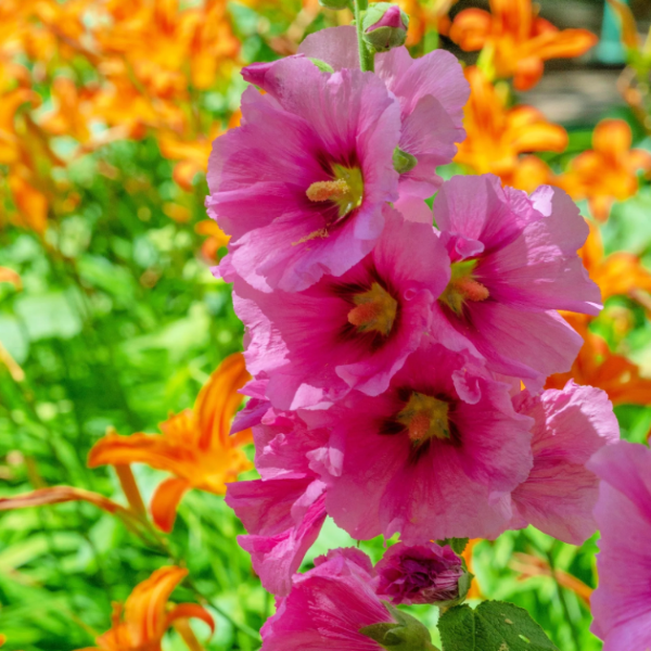 Checkermallow Seeds – Pink
