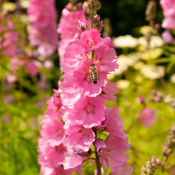 Checkermallow Seeds – Pink
