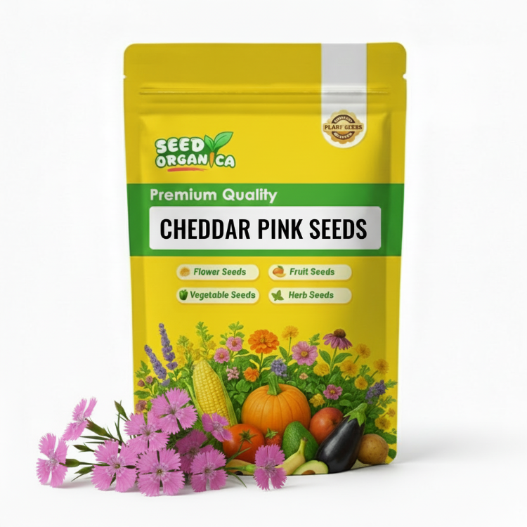 Cheddar Pink Seeds | Garden Flower Plant
