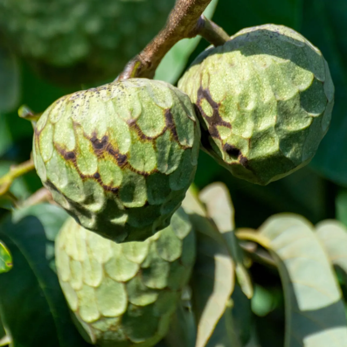 Cherimoya Seeds – Tropical
