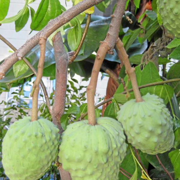 Cherimoya Seeds – Tropical
