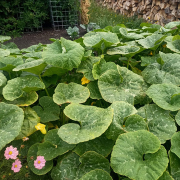 Cherokee Candy Roaster Seeds - Vegetable Plant