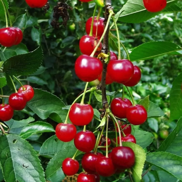 Cherry Seeds - Dwarf
