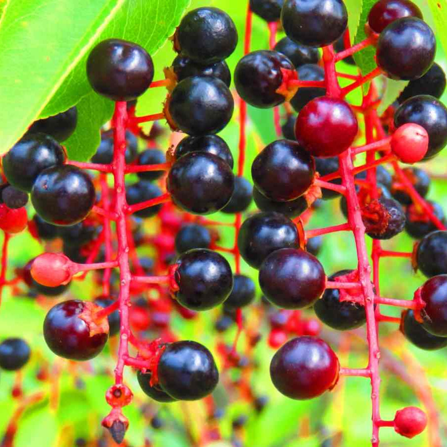 Cherry Seeds – Black
