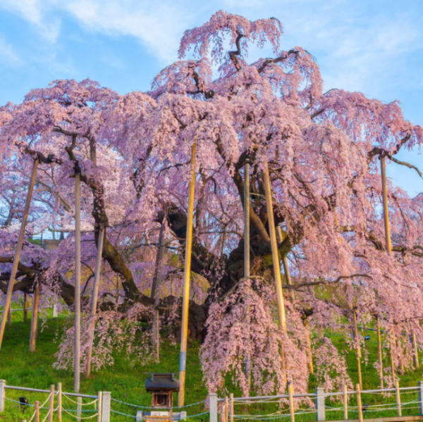 Cherry Seeds – Dwarf Weeping Purple Pink
