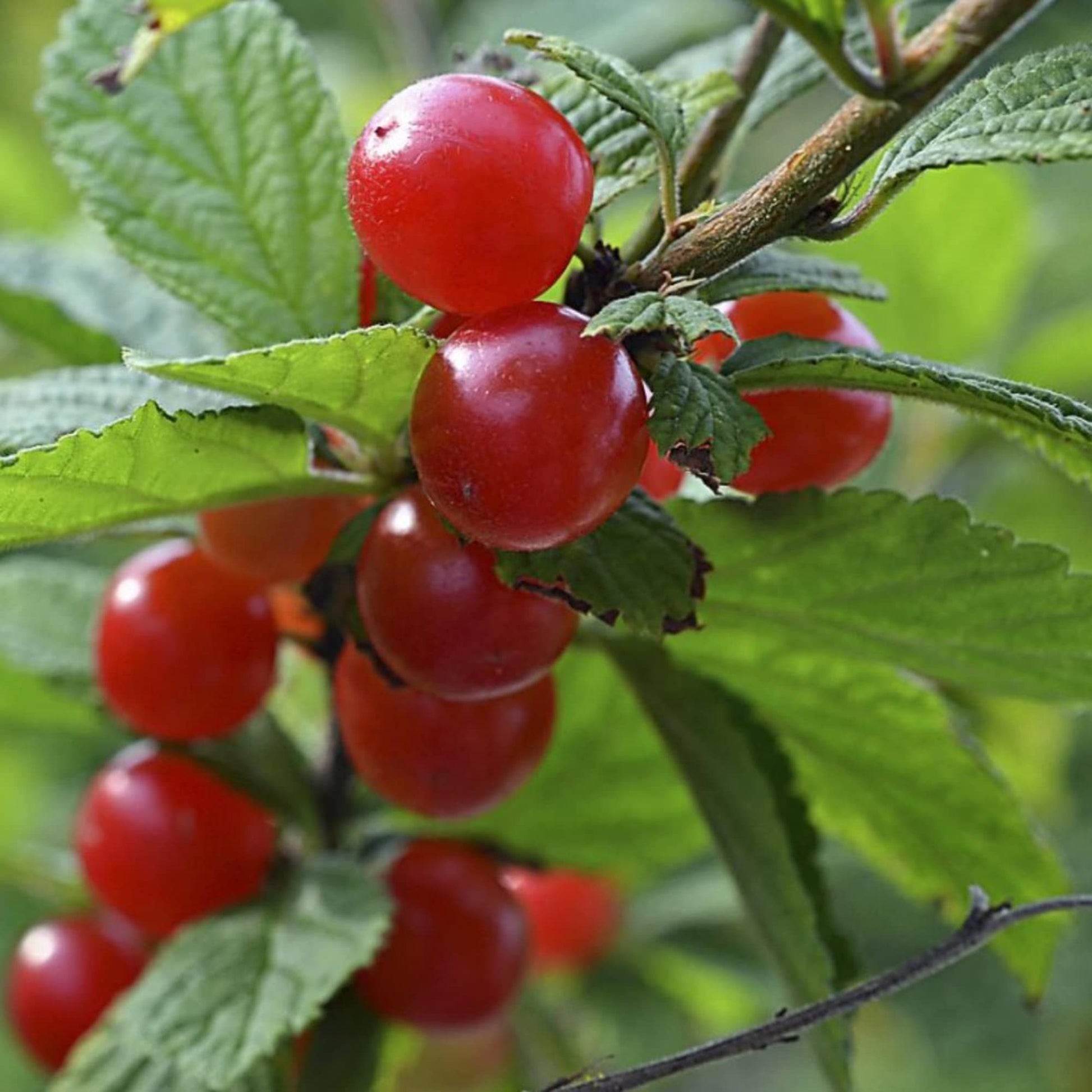 Cherry Seeds – Nanking
