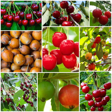 Cherry Seeds - All In One For Home Gardens