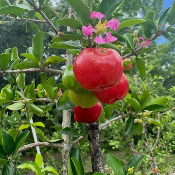 Cherry Seeds - All In One For Home Gardens