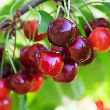 Cherry Seeds - Dwarf
