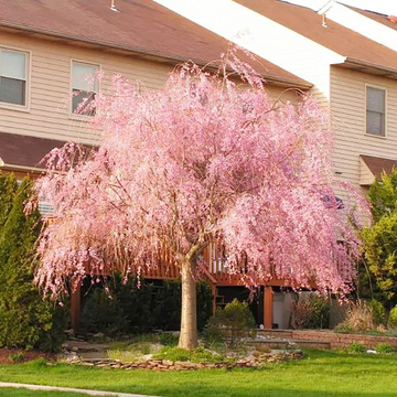 Cherry Seeds – Dwarf Weeping Purple Pink
