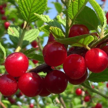 Cherry Seeds – Nanking
