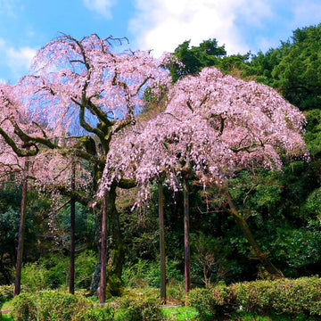 Cherry Seeds – Weeping Higan
