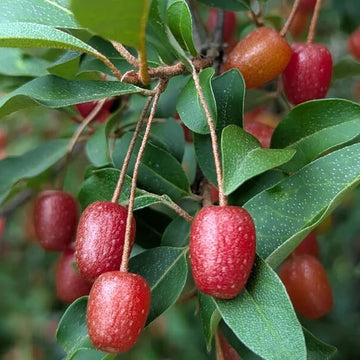 Cherry Silverberry Seeds