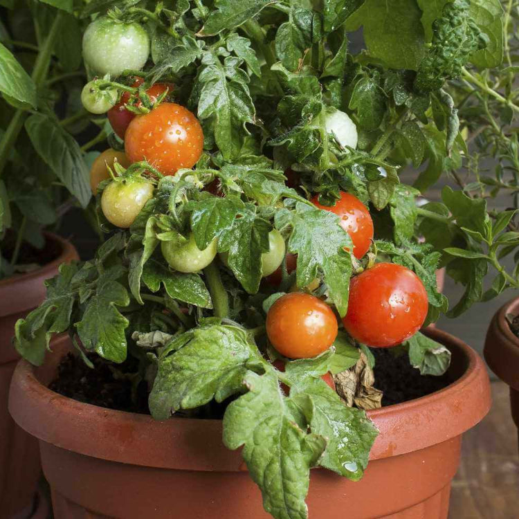 Cherry Tomato Seeds - All In One For Home Gardens