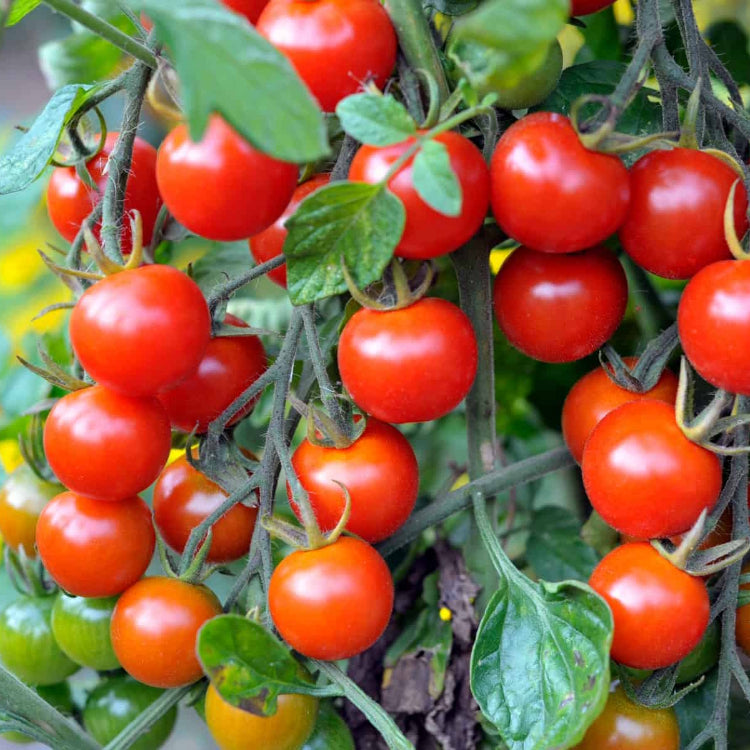 Cherry Tomato Seeds - All In One For Home Gardens