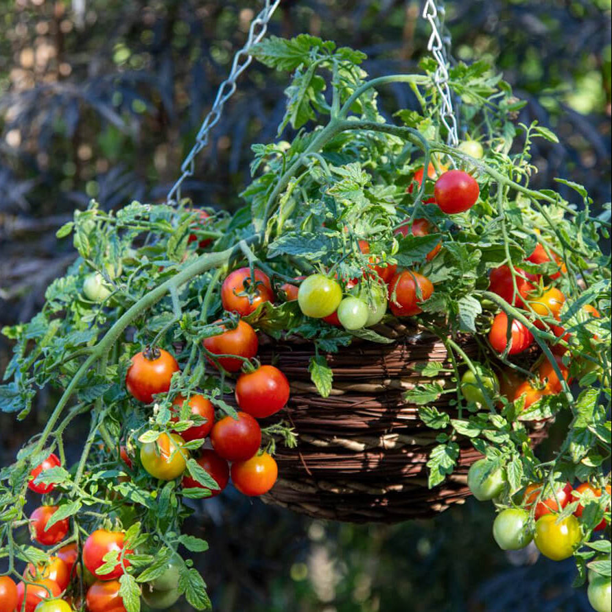 Cherry Tomato Seeds - All In One For Home Gardens