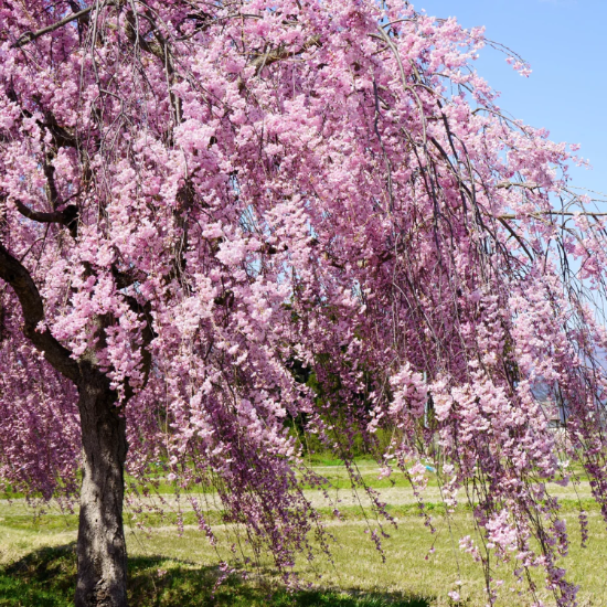 Cherry Seeds – Weeping Higan
