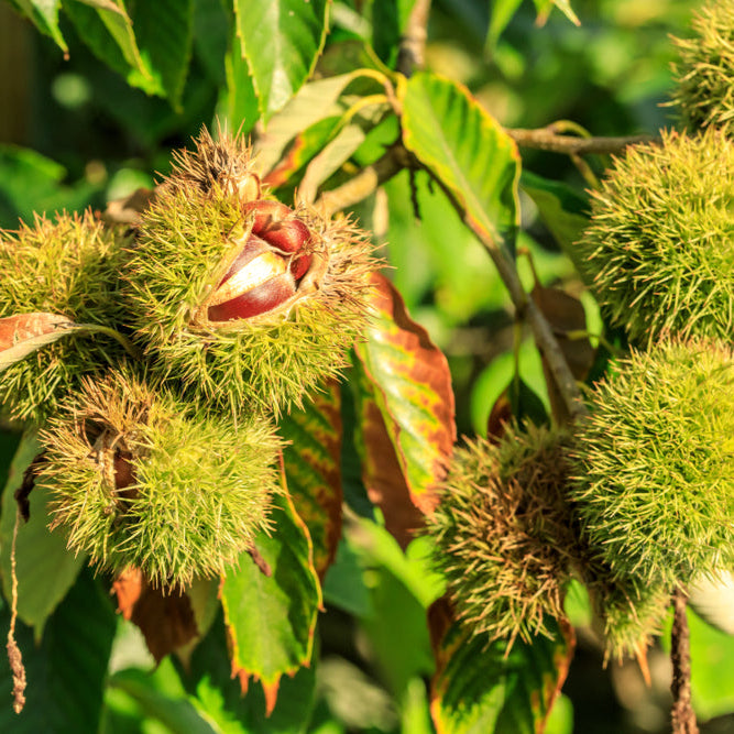 Spell Chestnut Chestnut Seeds | Nut Tree Garden Planting Seeds