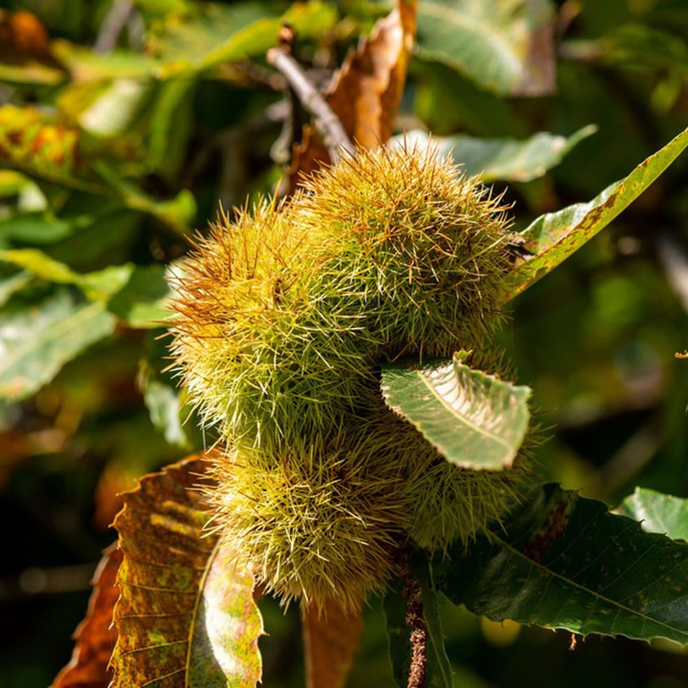 Chestnut Seeds
