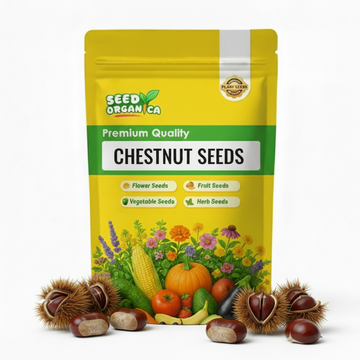 Chestnut Seeds