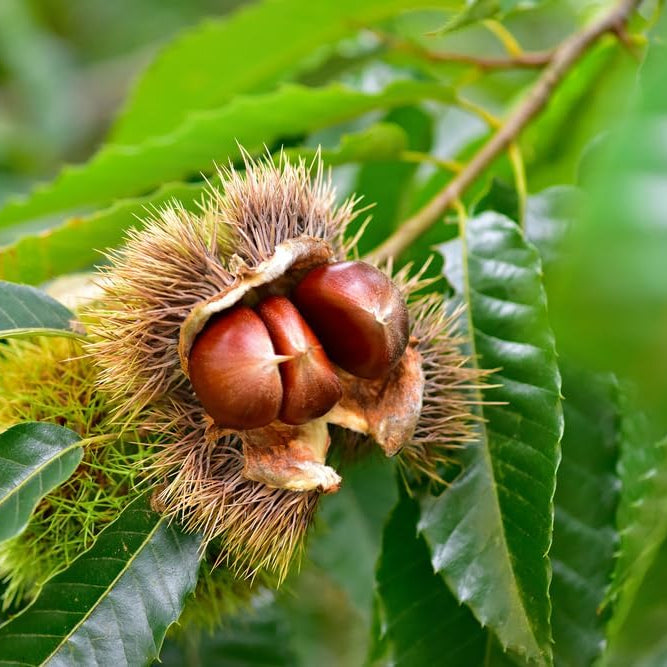 Chestnut Seeds
