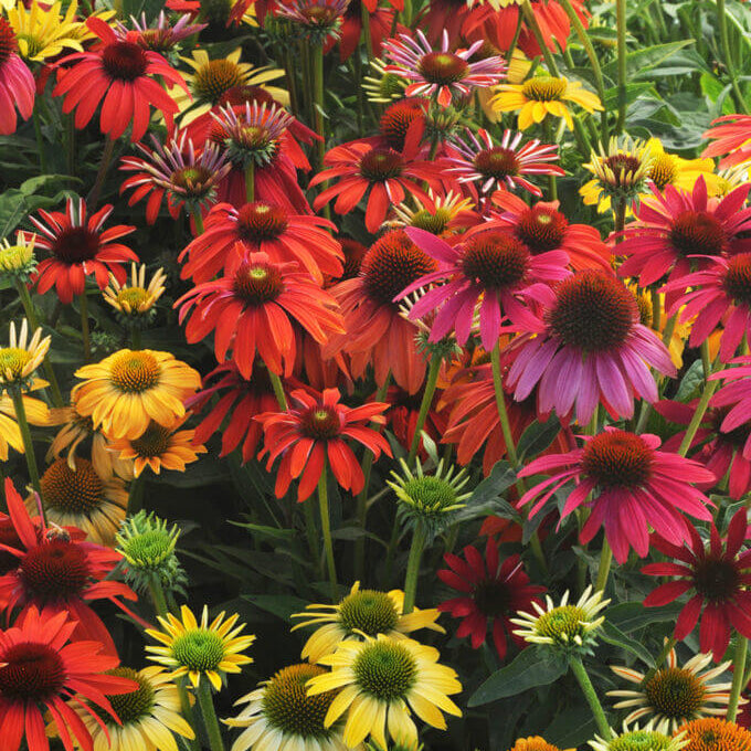 Cheyenne Spirit Mixed Echinacea Seeds - Flower Plant